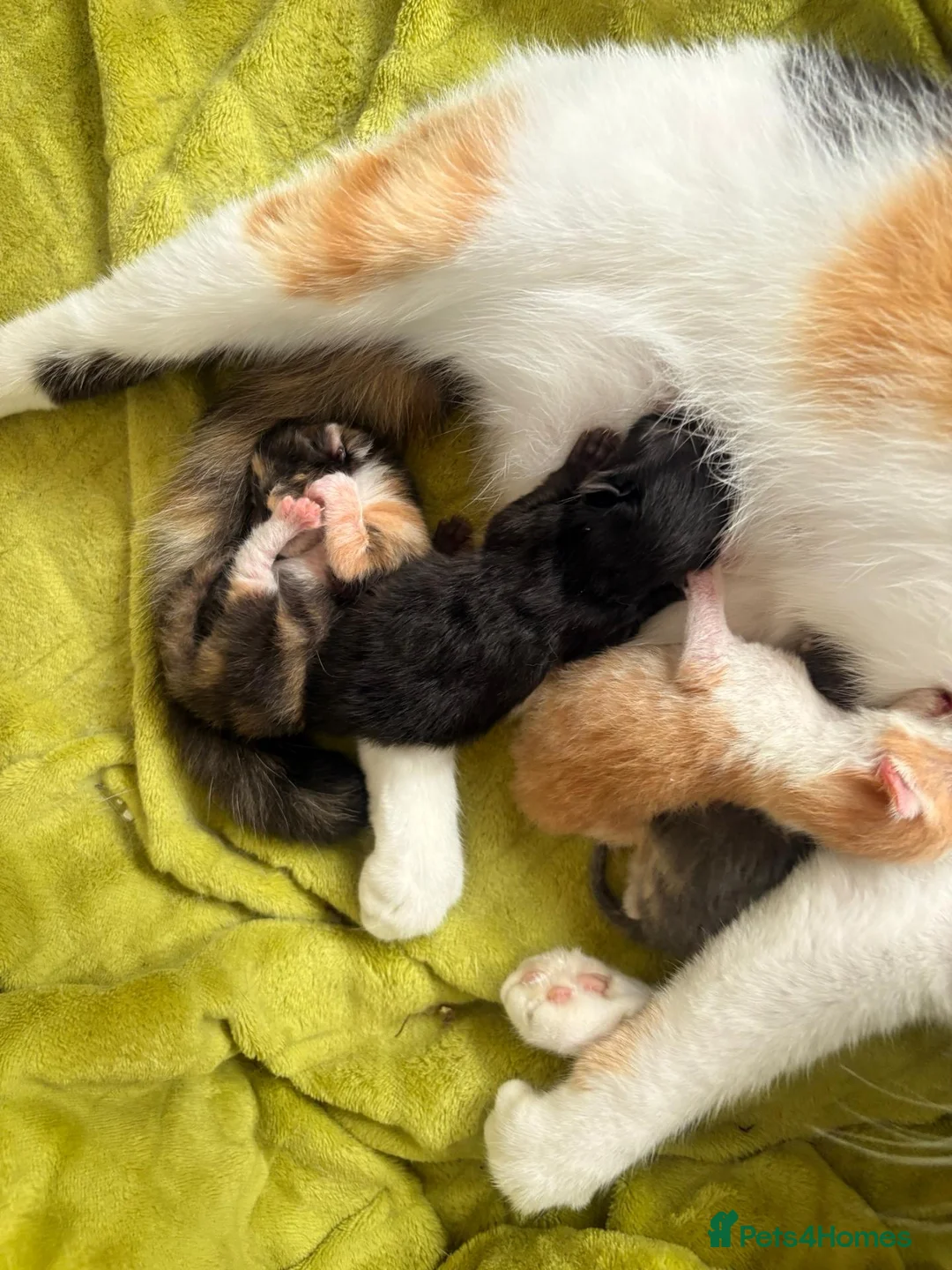 Mixed Breed cats for sale: Gorgeous kittens - Advert 1