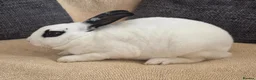 Rex rabbits for sale: Mini rex kits  - Advert 8