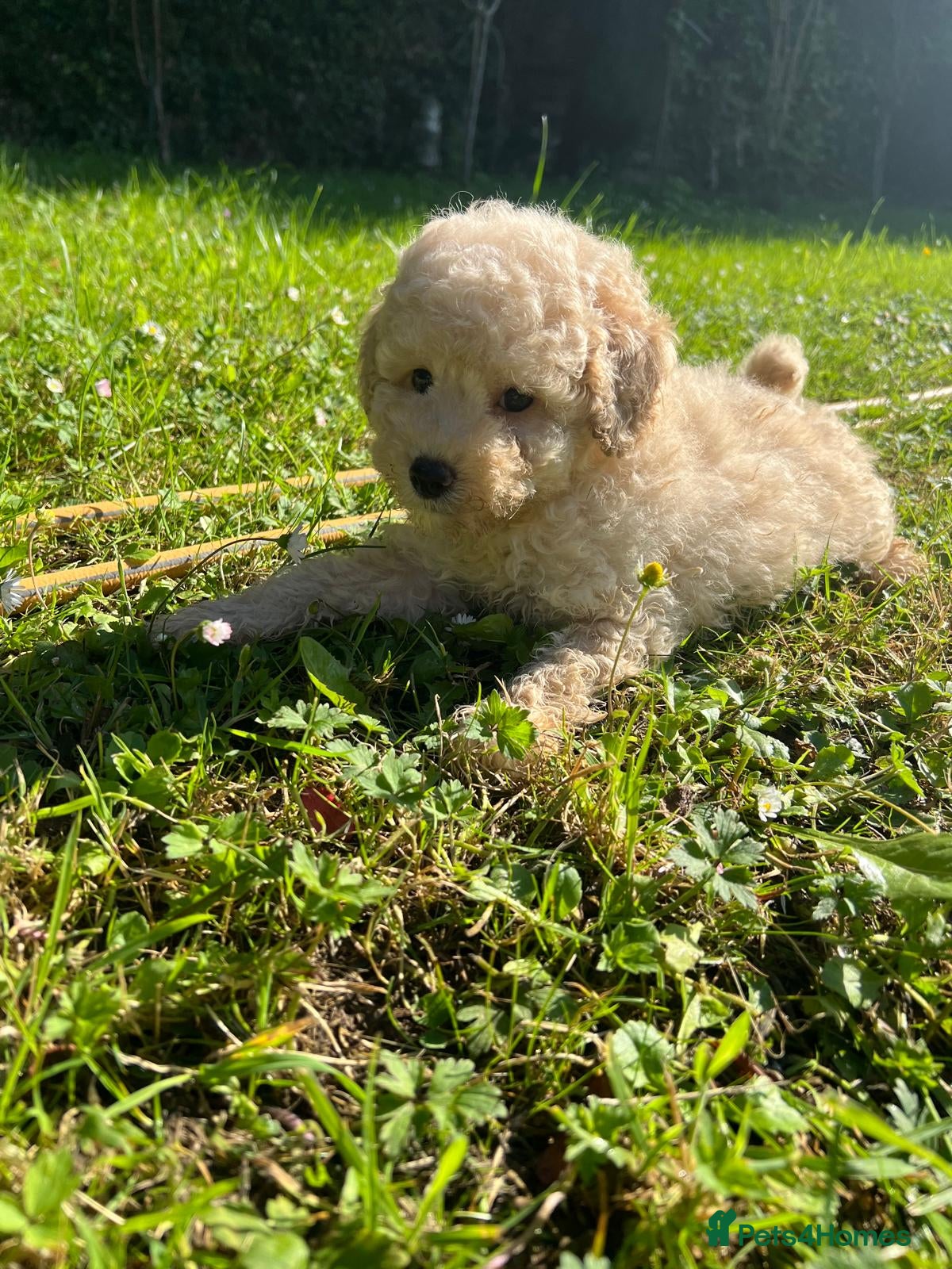 Cavapoo dogs Cavapoo F1 puppies  - Advert 2