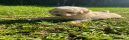Cavapoo dogs for sale: Cavapoo F1 puppies  - Advert 28