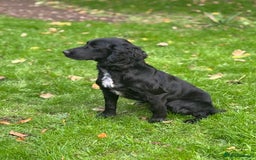 Cocker Spaniel dogs for stud: Field Trial Winner Stud (Proven)  - Image 2