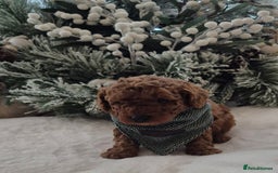 Toy Poodle dogs for sale: KC REG HEALTH TESTED TOY POODLE  - Advert 4