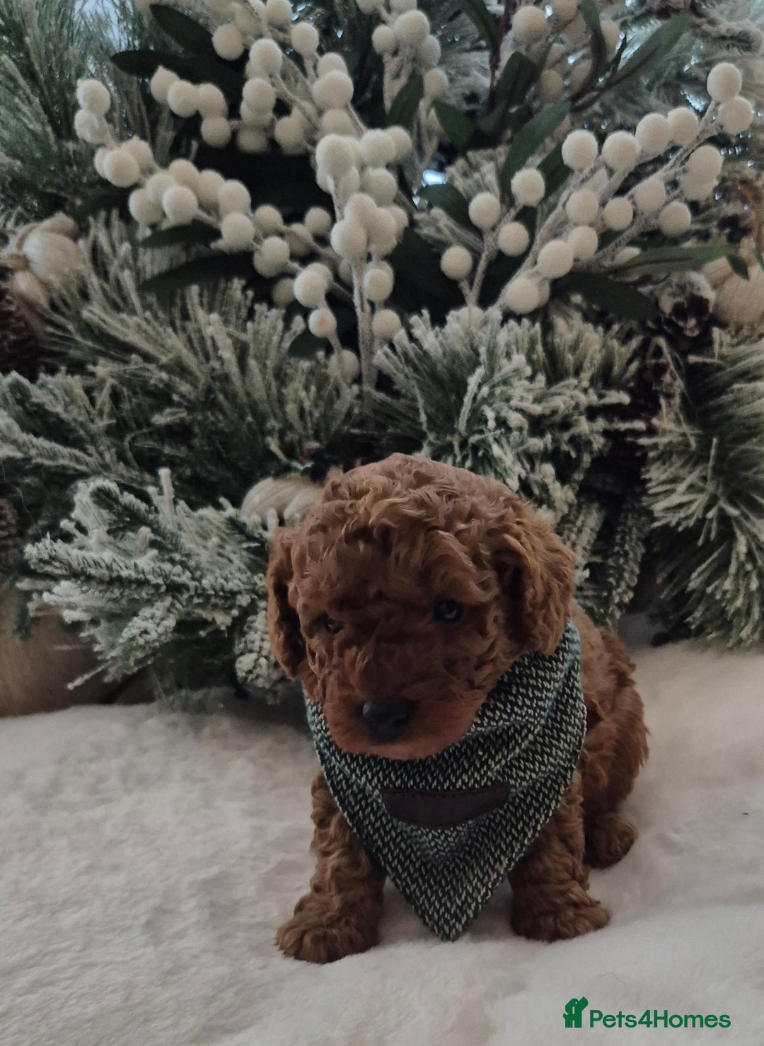 Toy Poodle dogs for sale: KC REG HEALTH TESTED TOY POODLE  - Advert 4