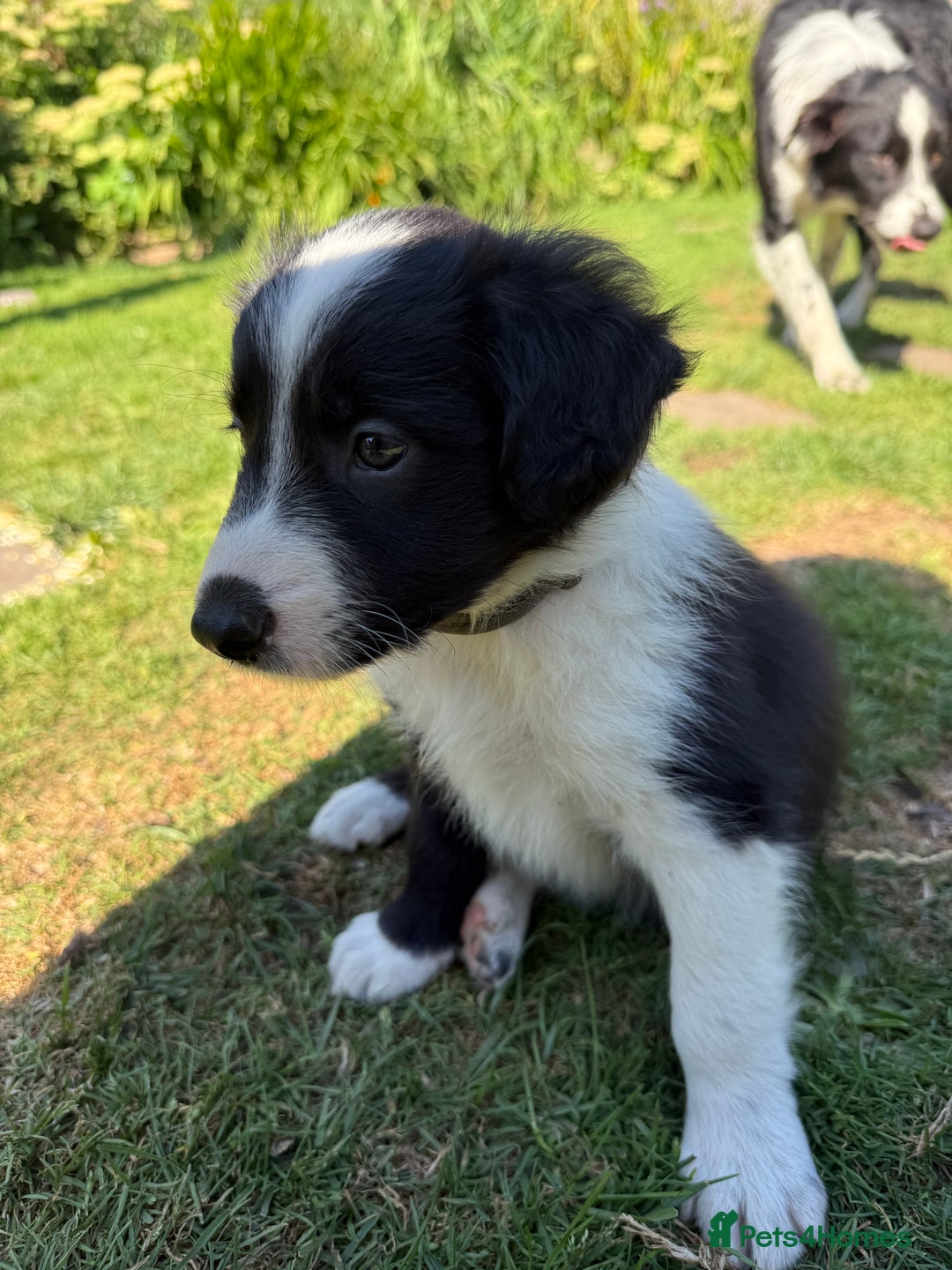 Mixed Breed dogs for sale: Border colllie/bearded collie pups  - Image 6