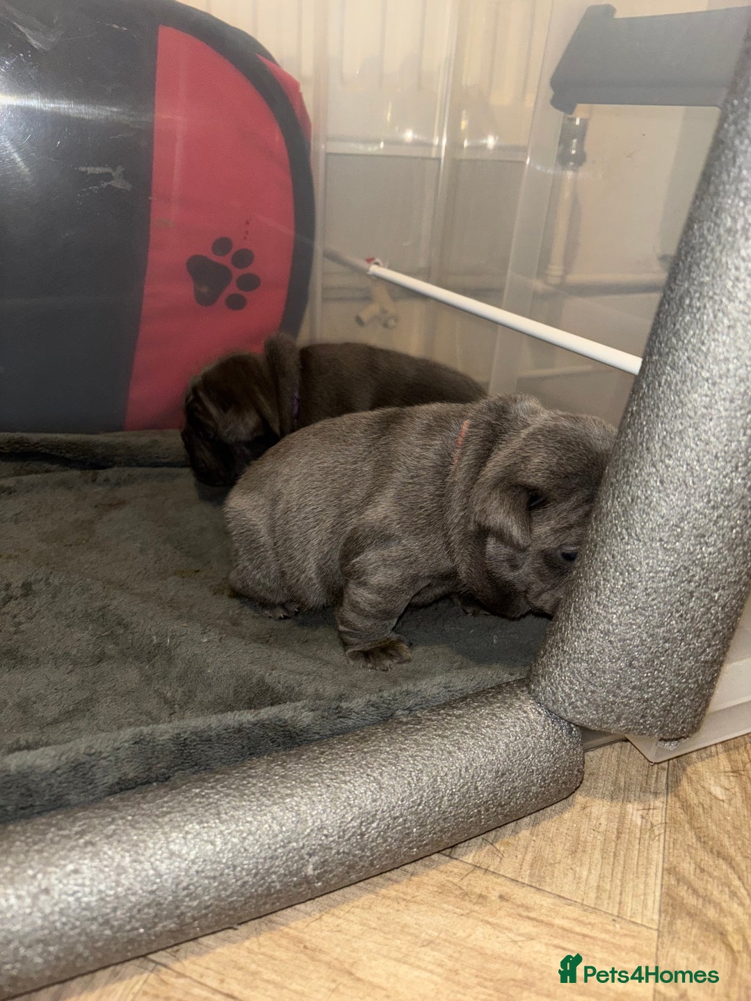 French Bulldog dogs for sale: Mini bulls - Advert 22