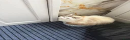 Ragdoll cats for sale: Ragdoll Kittens Ready Now – Birmingham in Birmingham - Advert 26