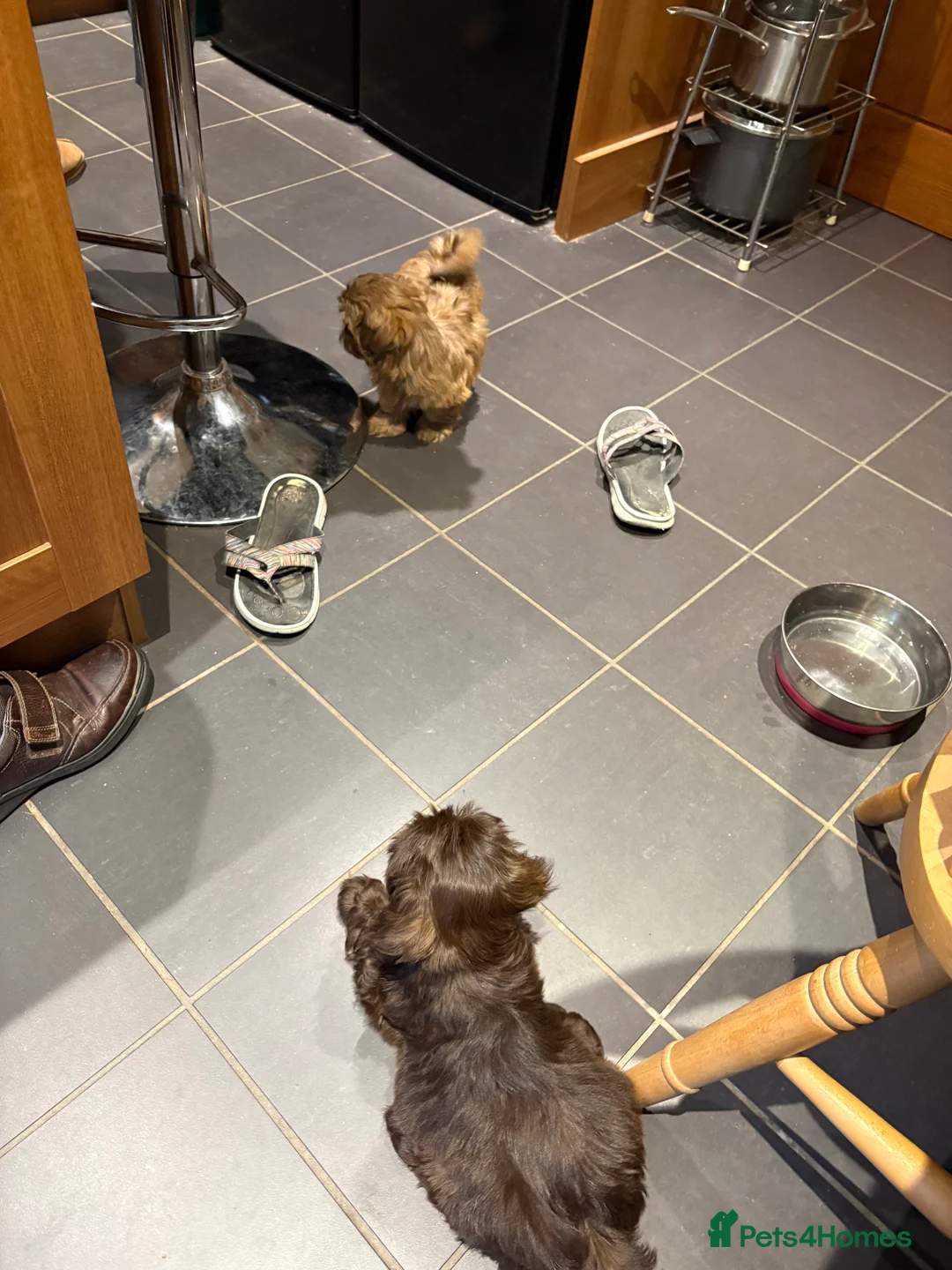 Shih Tzu dogs for sale: ALL SOLD THANK YOU - Advert 10