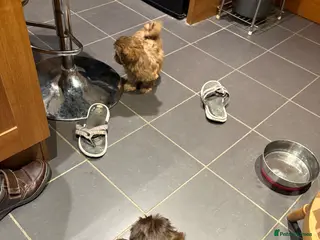 Shih Tzu dogs Karashishi shih tzu Ready Now - Advert 6