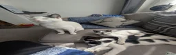 Domestic Shorthair cats for sale: 2 female kittens - Advert 7