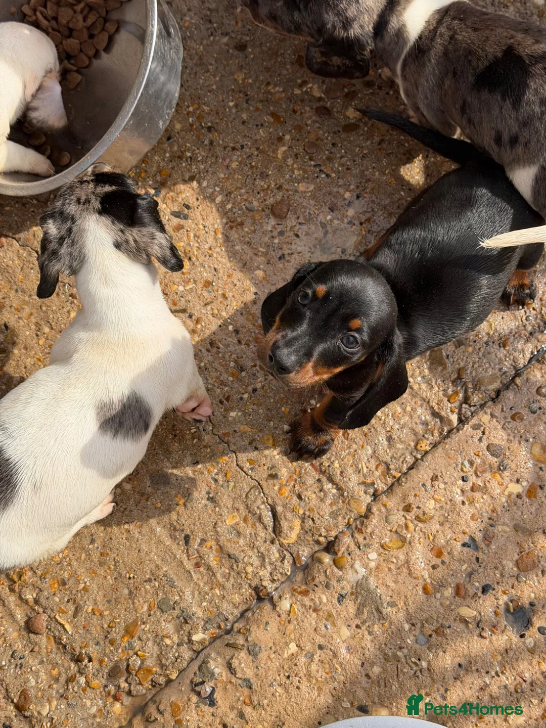 Dachshund dogs for sale: Dachshund puppies  - Advert 7