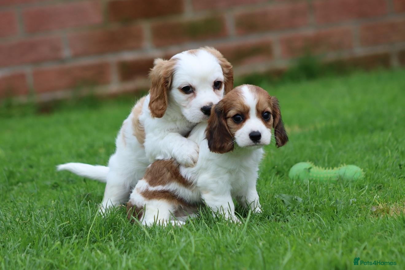Cavachon dogs Beautiful Cavachon puppies for sale - Advert 1