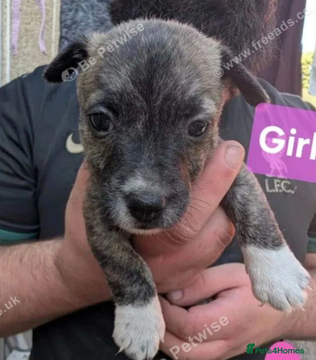 Mixed Breed dogs for sale: Stunning westiejack girl pup - Advert 2
