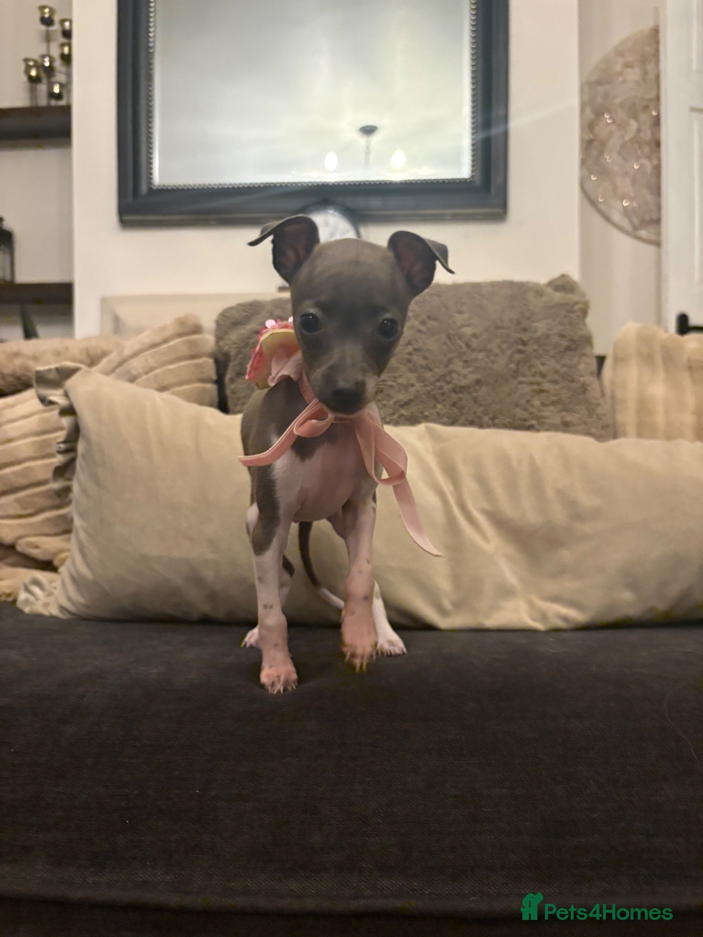 Italian Greyhound dogs Full Pedigree Blue Italian Greyhound Female Puppy - Advert 3