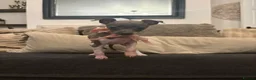 Italian Greyhound dogs for sale: Full Pedigree Blue Italian Greyhound Female Puppy - Advert 1