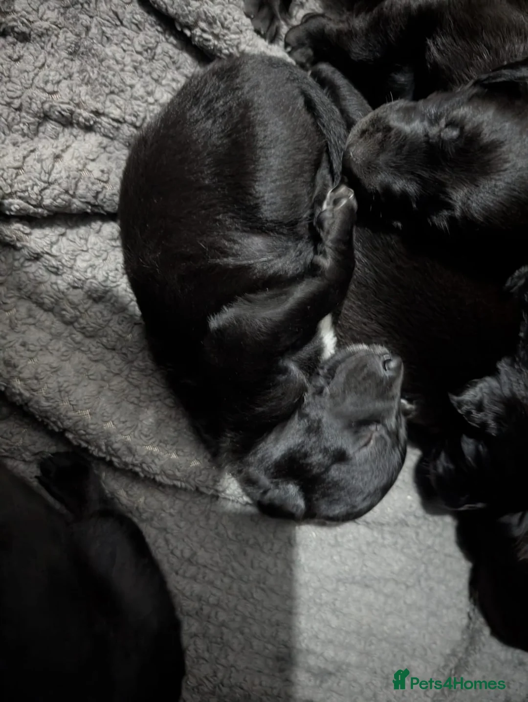 Mixed Breed dogs for sale: 10 Puppies for sale 2nd litter,  - Advert 20