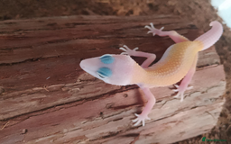Leopard Gecko reptiles for sale: Beautiful Leopard Gecko Babies – Ready Now! - Image 4