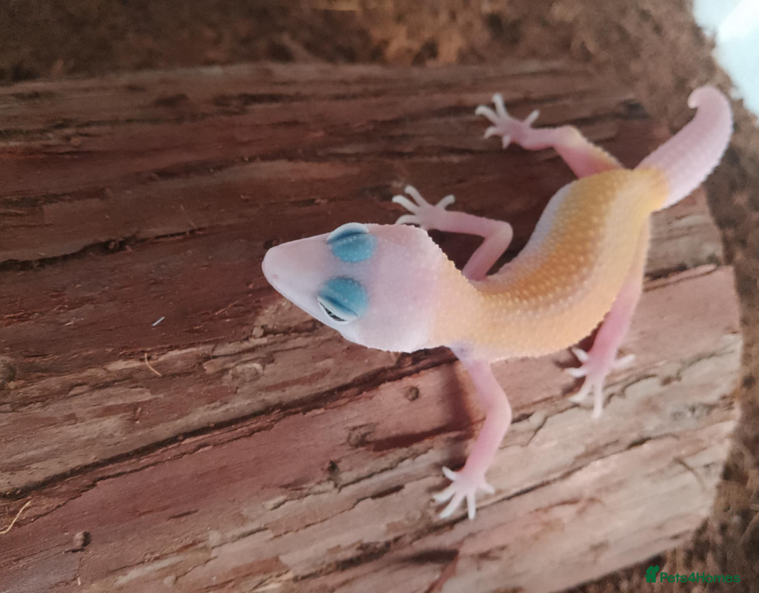 Leopard Gecko reptiles for sale: Beautiful Leopard Gecko Babies – Ready Now! - Image 4