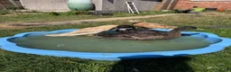 Ducks poultry for sale: 3 Female, 1 Drake Indian Runner Ducks in Cheltenham - Advert 7
