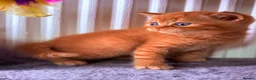 British Shorthair cats for sale: 🌟GCCF BSH Kittens Beautiful Variety of Colours 🌟 - Advert 31