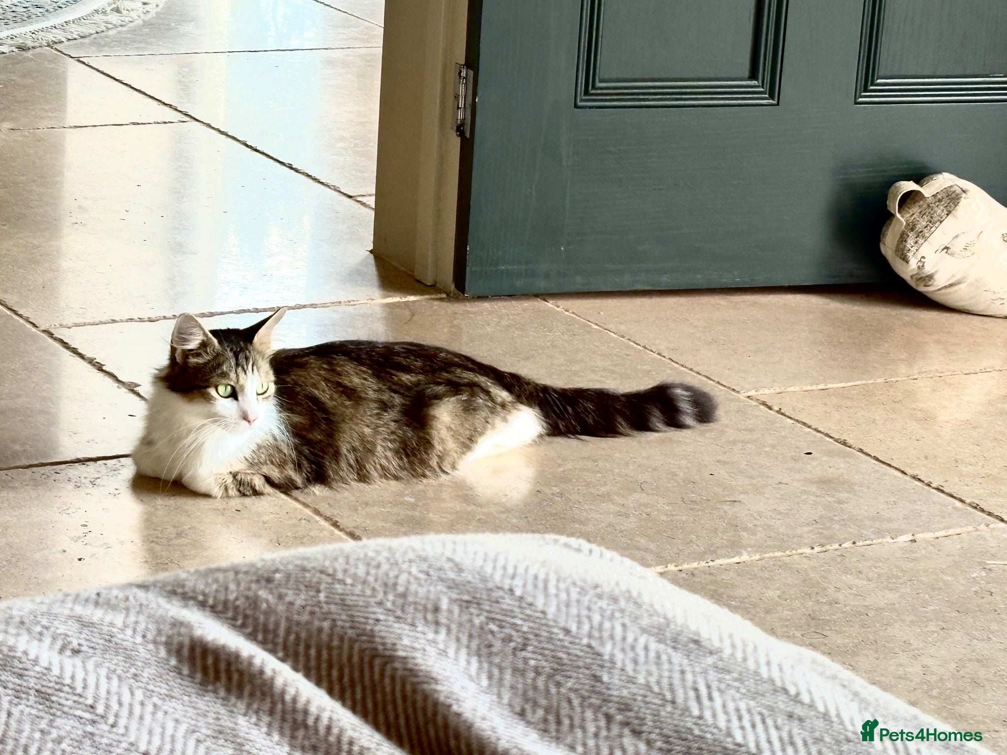 Mixed Breed cats beautiful Siberian/American shorthair furbabies - Advert 1