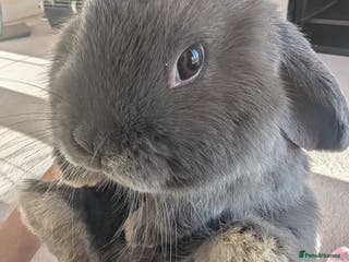 Mini Lop rabbits Mini loop - Advert 17