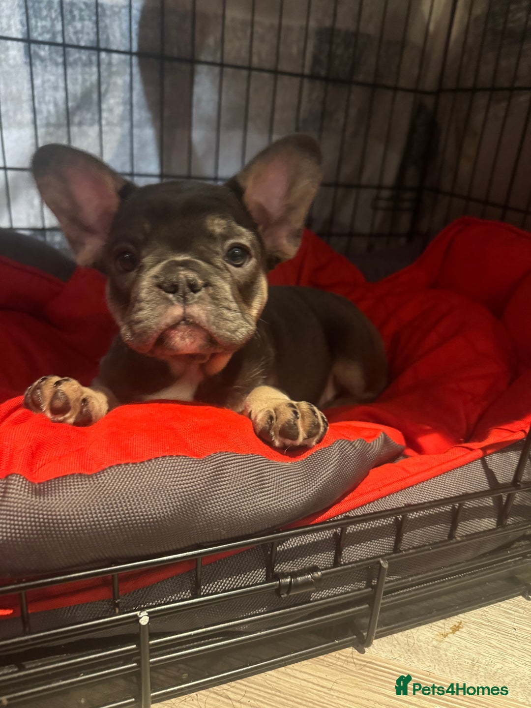 French Bulldog dogs for sale: 2 beautiful girls looking for their forever homes - Advert 4