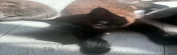 Ragdoll cats for sale: ** READY TO LEAVE ** Ragdoll X kittens  - Advert 28