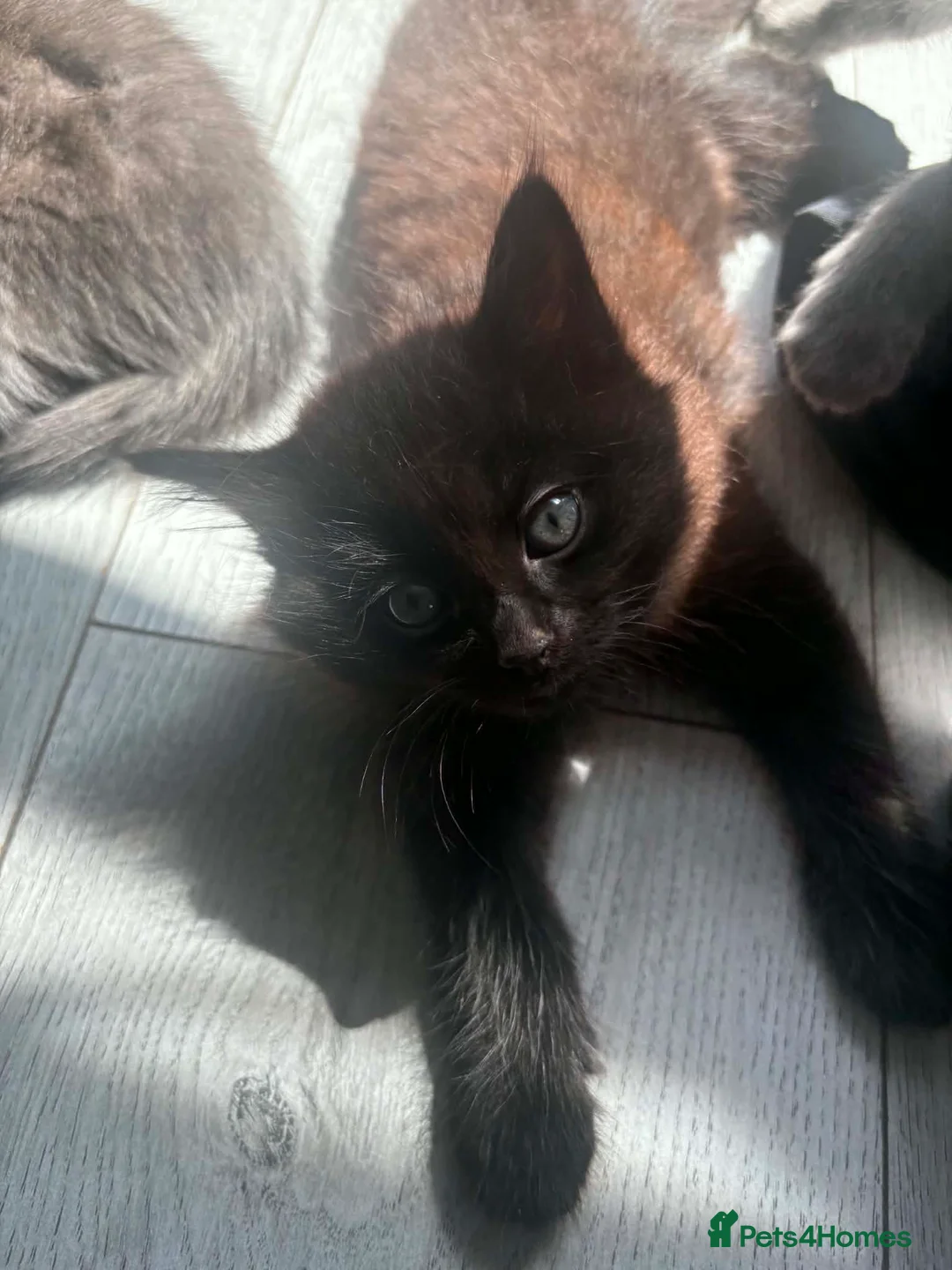 Ragdoll cats for sale: Ragdoll X kittens *READY TO LEAVE* - Advert 30