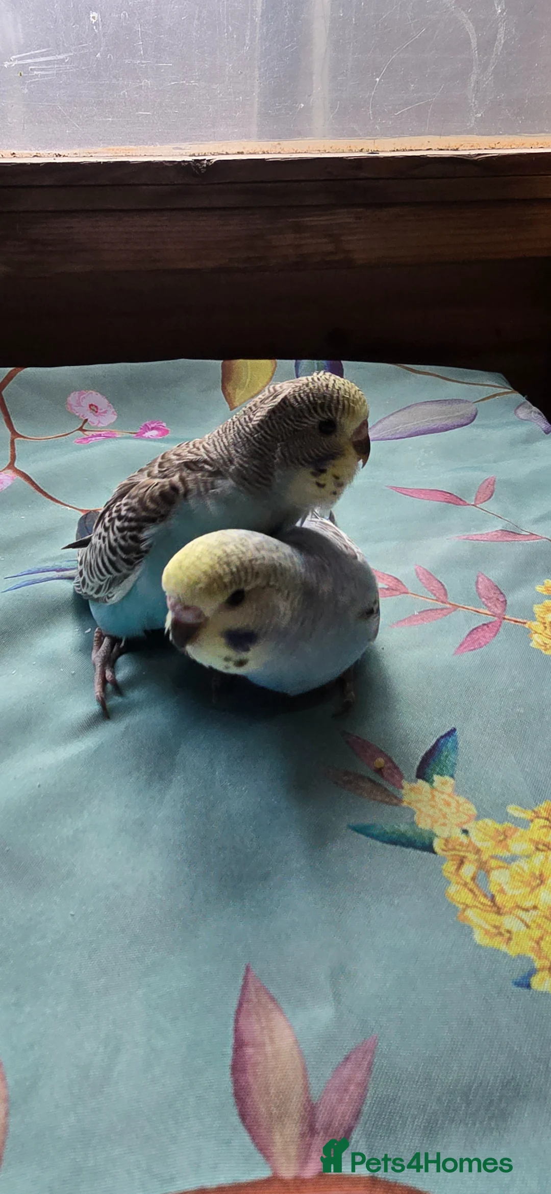 Budgerigars birds for sale: Gorgeous Baby Budgies - Advert 21