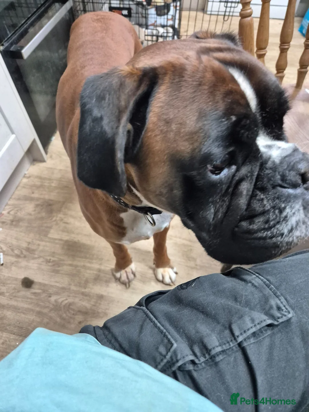 Boxer dogs for sale: Mr Biggs needs a new home  - Advert 3