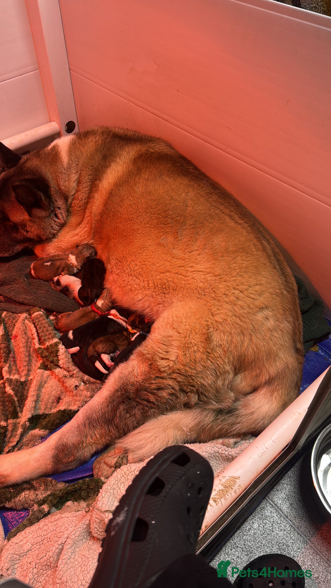 Akita dogs for sale: Akita pups  - Image 9