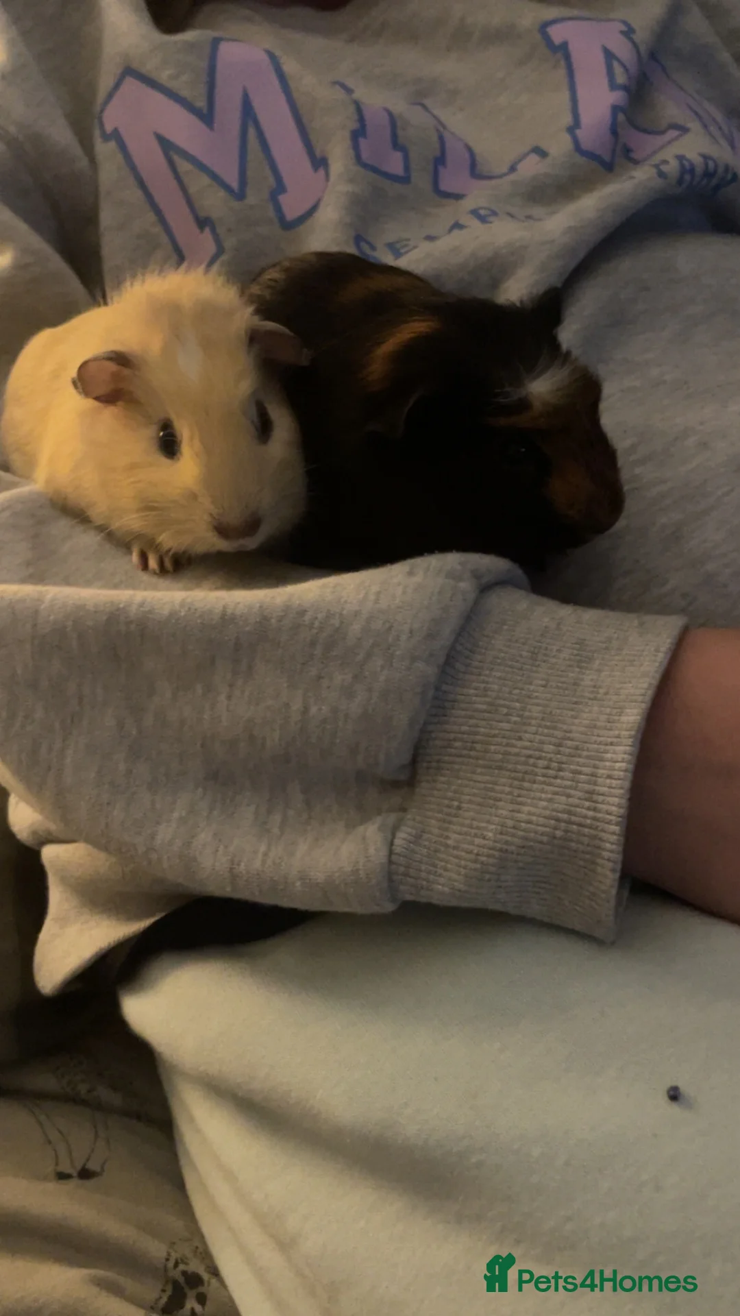 Guinea Pig rodents for sale: Male guinea pig  - Advert 3