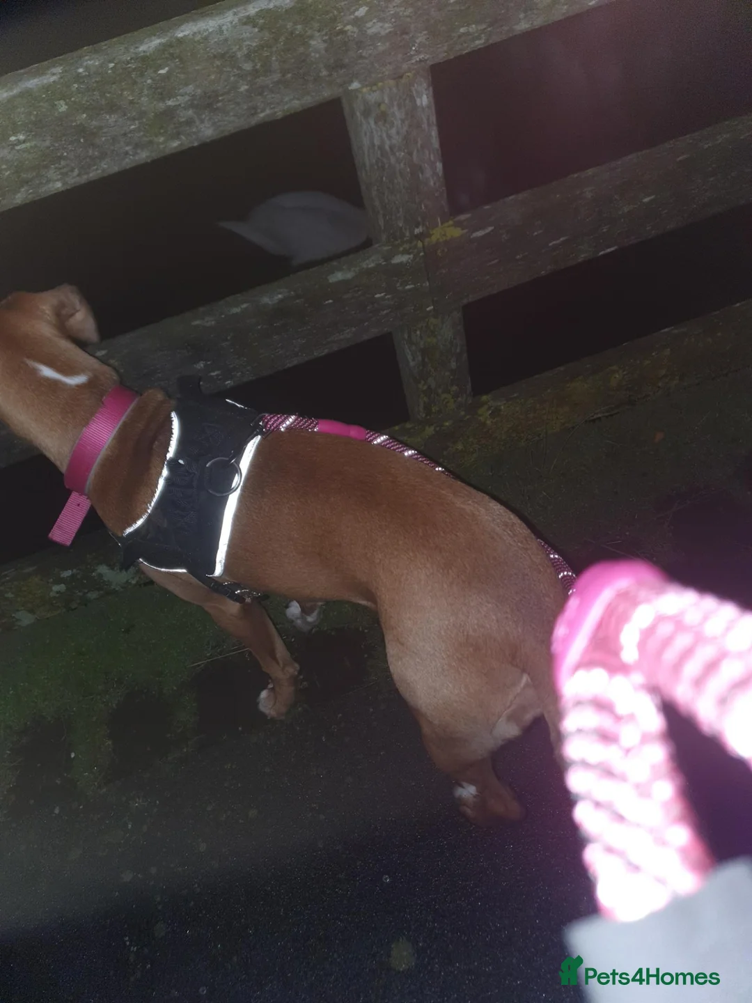 Mixed Breed dogs for sale: Boxer X in Fleetwood - Advert 2