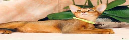 Abyssinian cats for sale: LAST BOY😻 - Advert 7