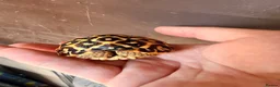 Tortoise reptiles for sale: Indian star tortoise - Advert 9