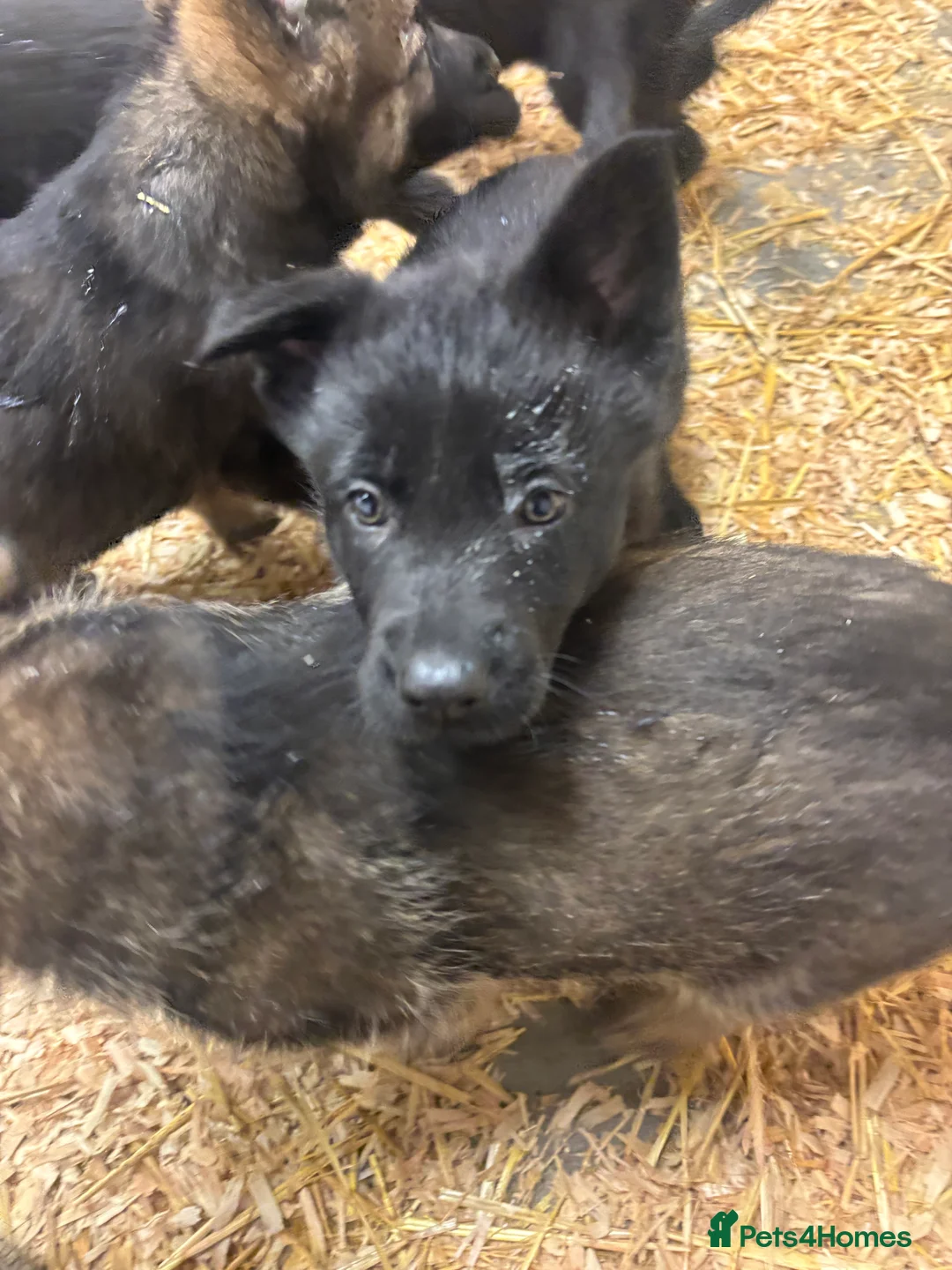 German Shepherd dogs for sale: Beautiful German Shepard puppies - Advert 16