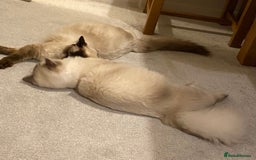 Ragdoll cats for sale: 7 ragdoll cats & kittens  - Image 9