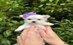 Maltese dogs for sale: Updated 24/07 KC Reg tiny Korean Maltese Puppies. in Ware - Image 3