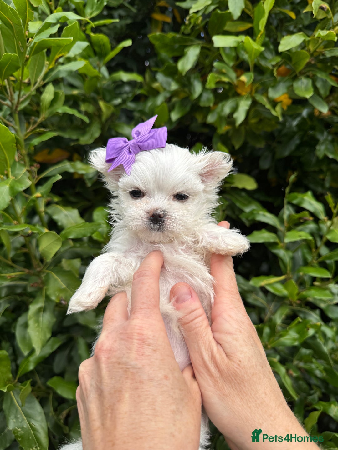Maltese dogs for sale: Updated 24/07 KC Reg tiny Korean Maltese Puppies. in Ware - Image 3