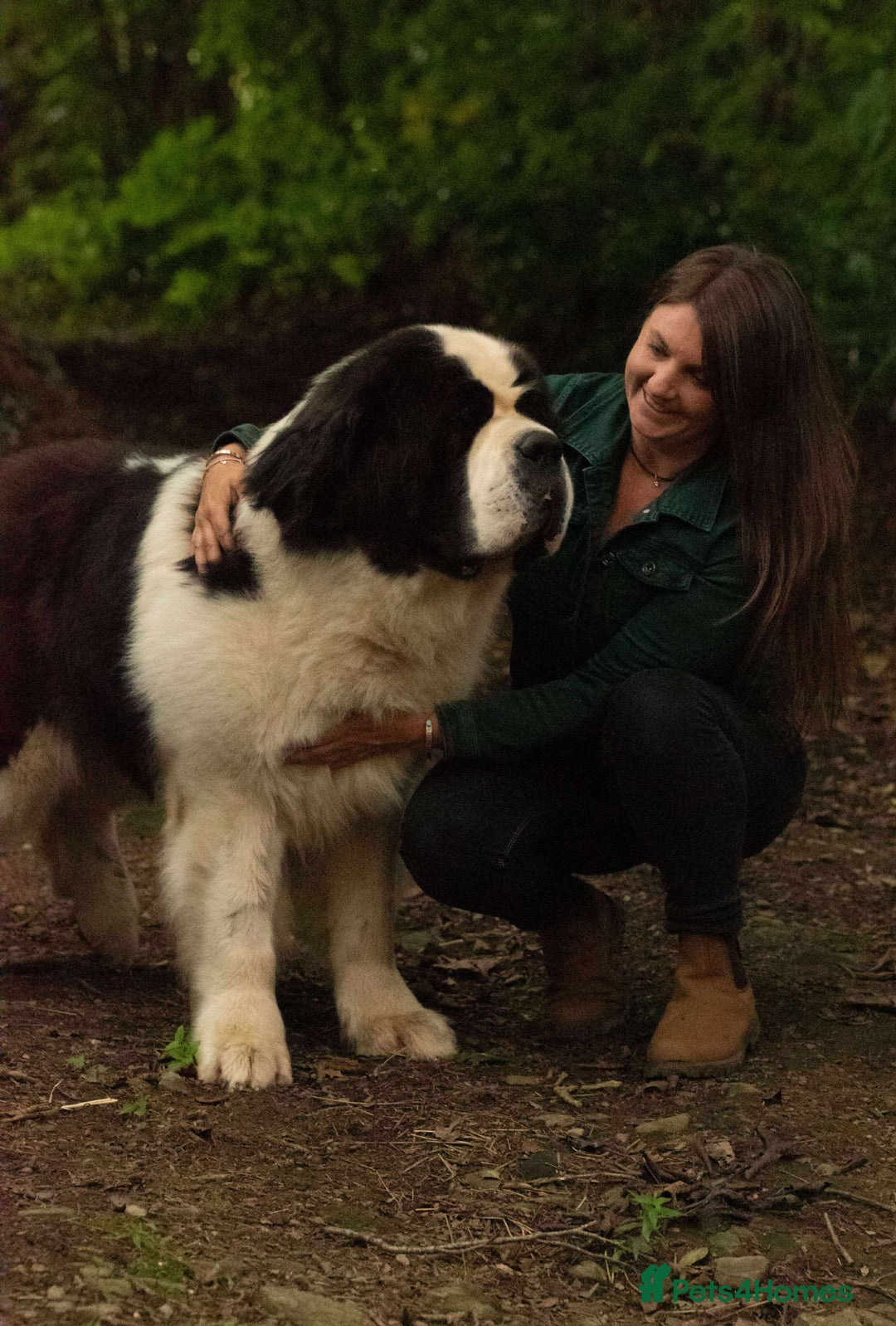 Saint Bernard dogs for sale: Saint pups from HIP & ELBOW tested parents  - Advert 6