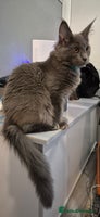 Maine Coon cats Maine Coon Girl TICA registered - Advert 6