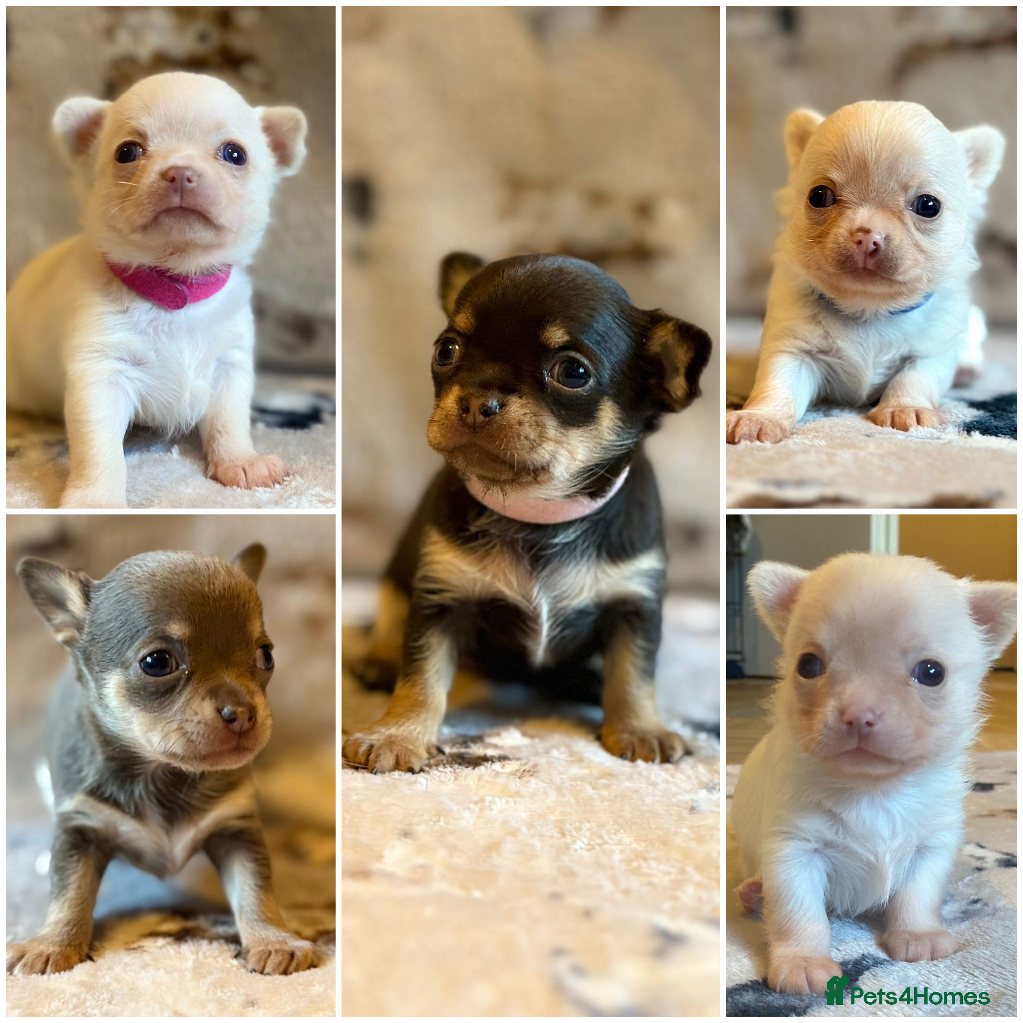 Chihuahua dogs 5 Beautiful true to type small chihuahuas - Advert 6