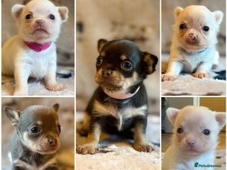 Chihuahua dogs 5 Beautiful true to type small chihuahuas - Advert 4