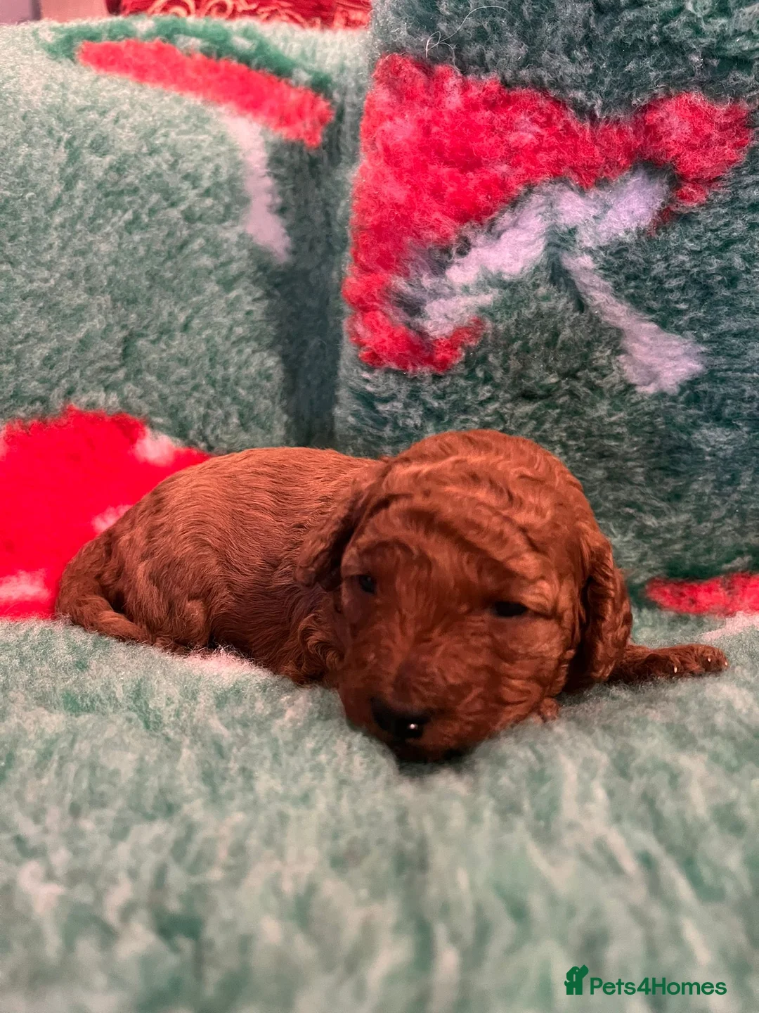 Miniature Poodle dogs for sale: Gorgeous Pedigree Poodle Pups for Sale! - Advert 4
