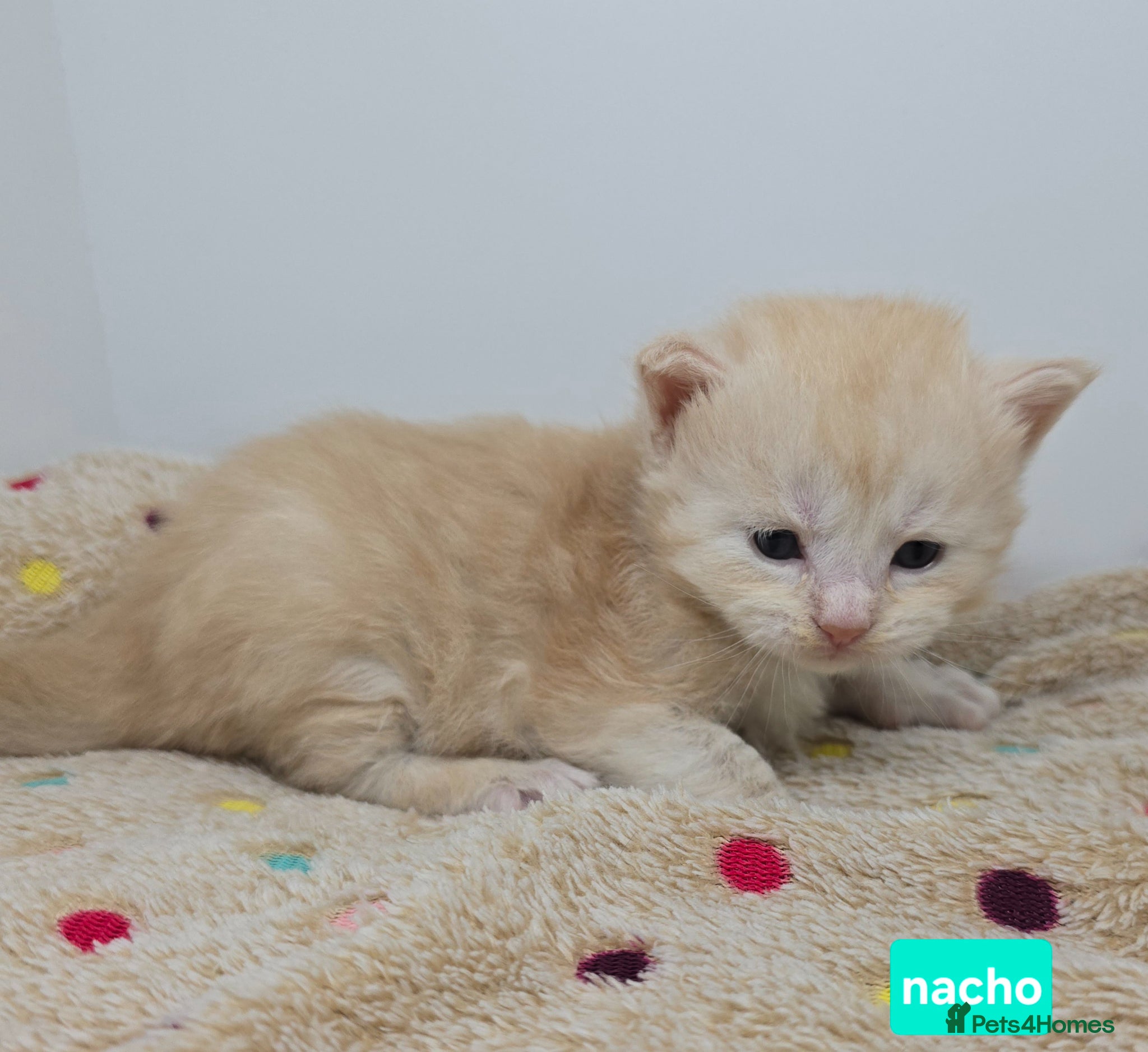 Maine Coon cats Amazing Large Red & Cream Silver Boys Maine Coons - Advert 3