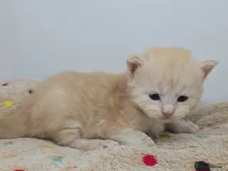 Maine Coon cats Amazing Large Red & Cream Silver Boys Maine Coons - Advert 3