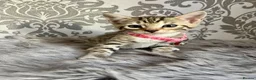 Bengal cats for sale: Bengal kittens🐾 - Advert 12
