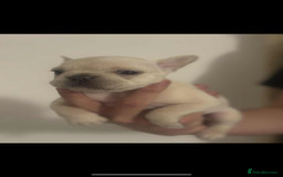 French Bulldog dogs for sale: Fluffy French bulldog puppies - Image 10