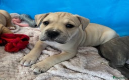 Mixed Breed dogs for sale: Pocket bully (mom) x staffy - Image 10