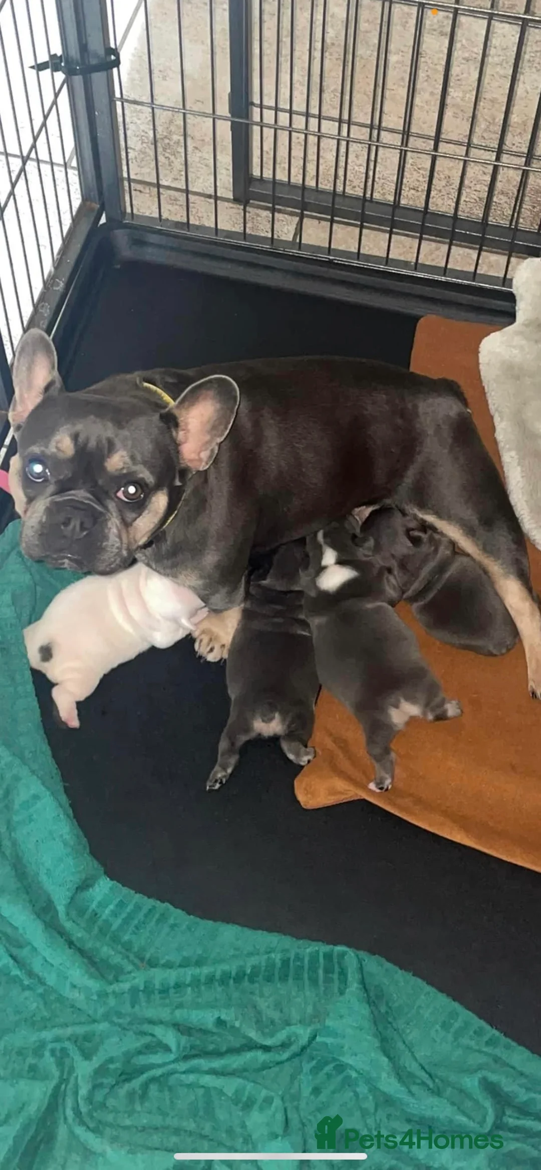 French Bulldog dogs for stud: Kc reg rare markings in Peterborough - Advert 25
